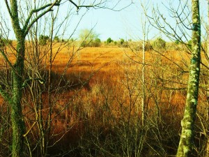 Alabama Deer Hunting